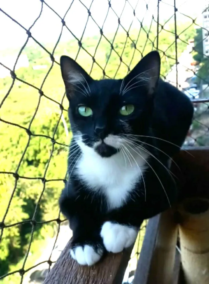 Gato ra a SRD-ViraLata idade 2 anos nome Elisa