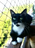 Elisa