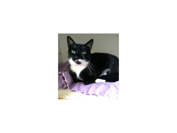 Gato ra a SRD-ViraLata idade 2 anos nome Elisa