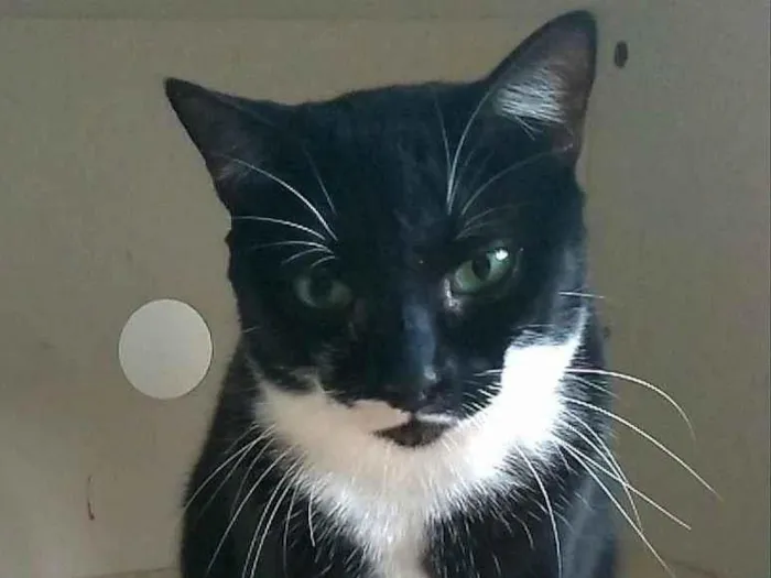Gato ra a SRD-ViraLata idade 2 anos nome Elisa