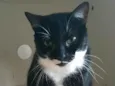 Elisa
