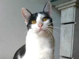 Gato raça Srd idade 1 ano nome Henry