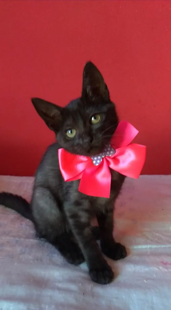 Gato ra a SRD-ViraLata idade 2 a 6 meses nome Zuri