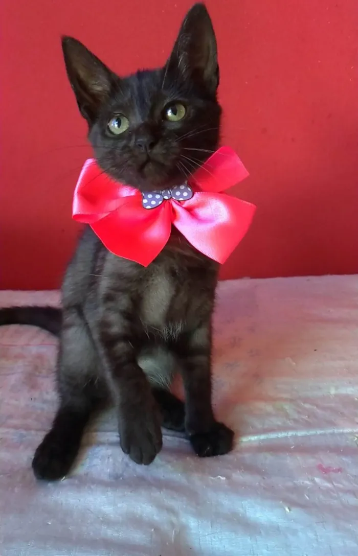 Gato ra a SRD-ViraLata idade 2 a 6 meses nome Zuri