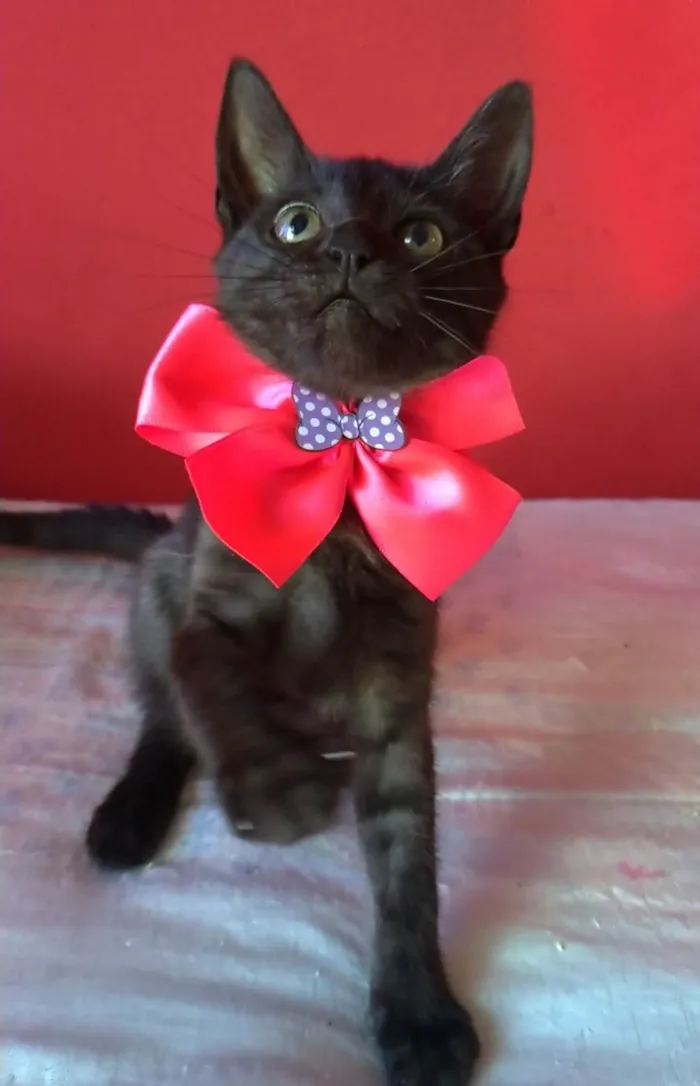 Gato ra a SRD-ViraLata idade 2 a 6 meses nome Zuri