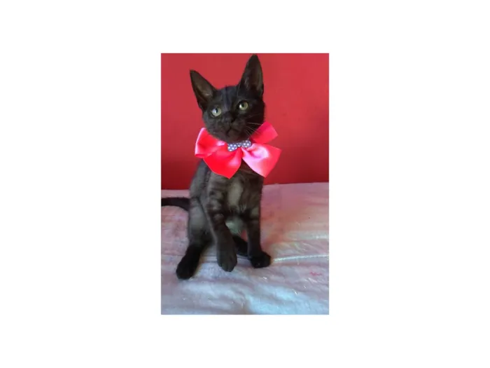 Gato ra a SRD-ViraLata idade 2 a 6 meses nome Zuri