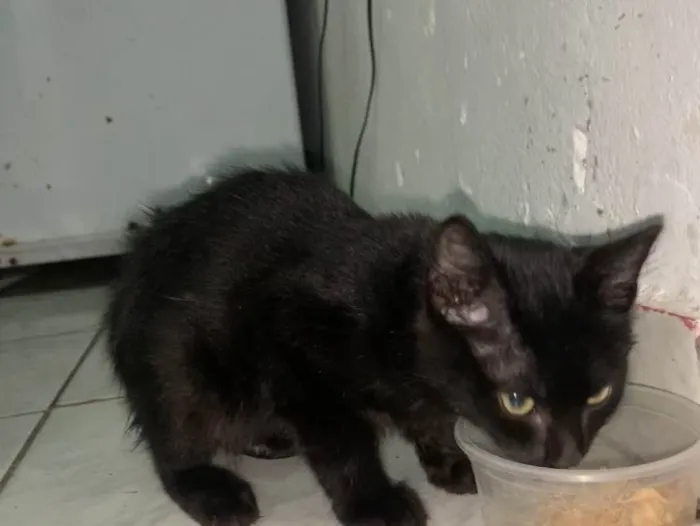 Gato ra a  idade 2 a 6 meses nome Pretinho