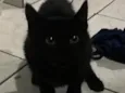 Pretinho