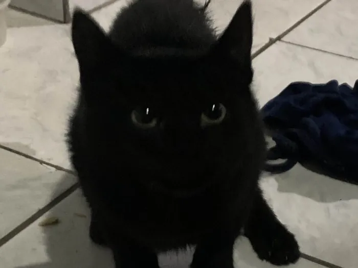 Gato ra a  idade 2 a 6 meses nome Pretinho