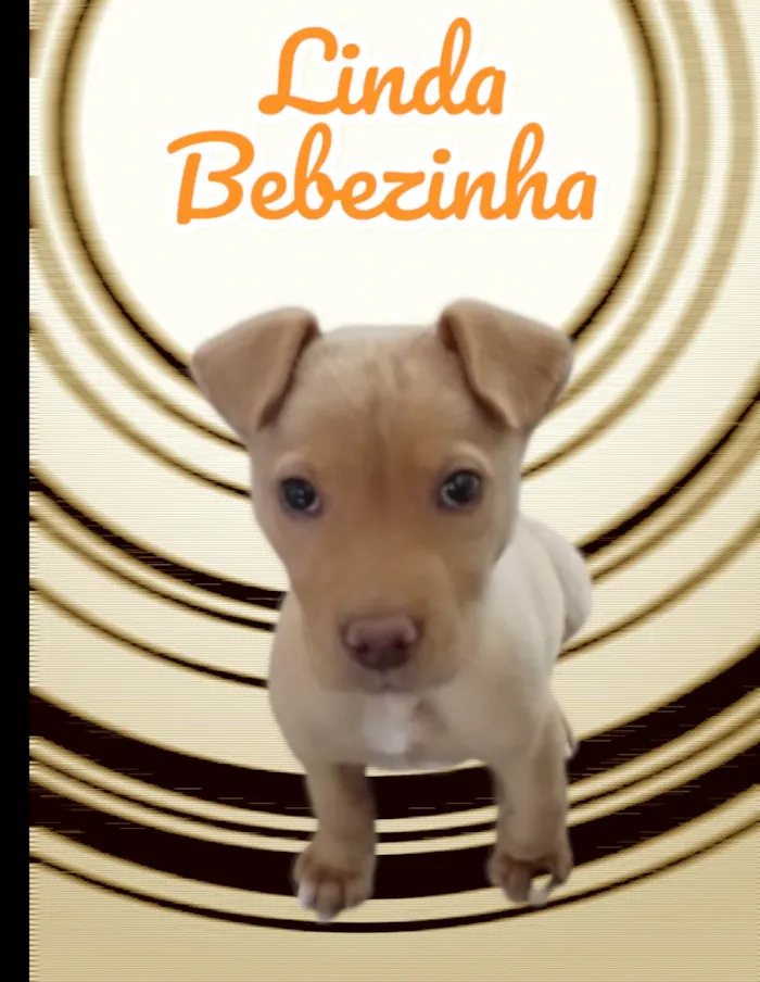 Cachorro ra a SRD-ViraLata idade 2 a 6 meses nome Baby