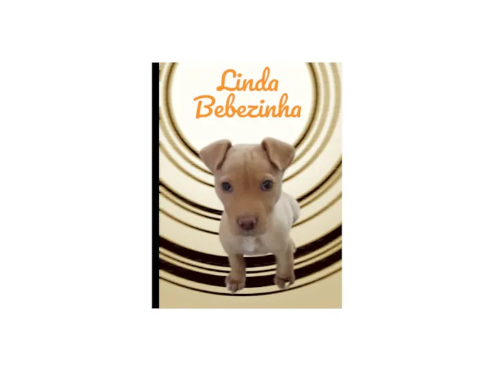 Cachorro ra a SRD-ViraLata idade 2 a 6 meses nome Baby