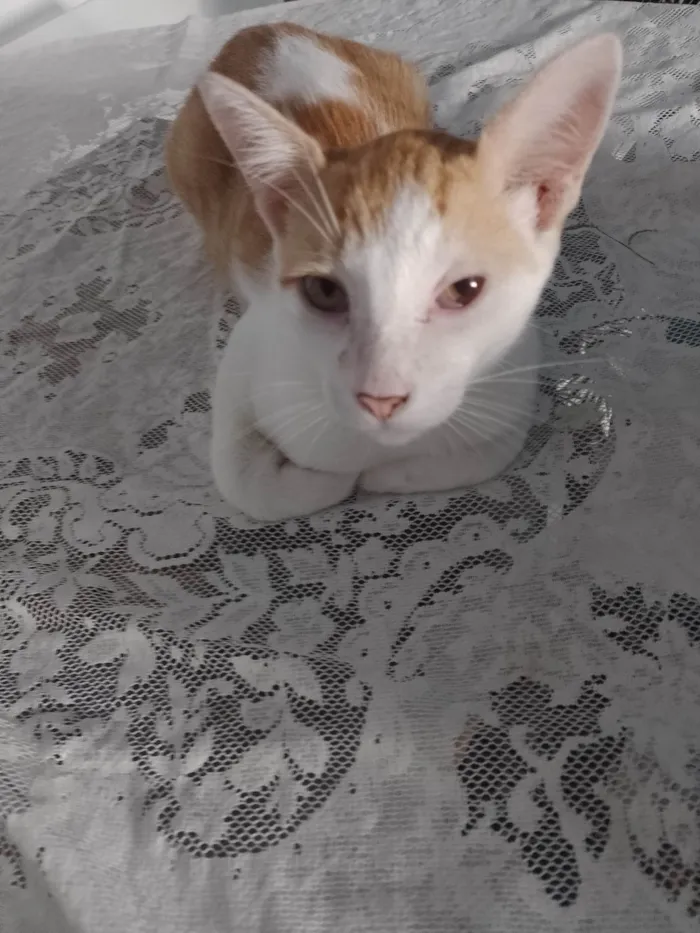 Gato raça SRD-ViraLata idade 2 a 6 meses nome Beto
