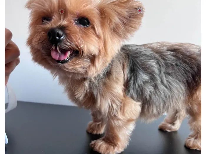 Cachorro raça Yorkshire idade 6 ou mais anos nome Sarah