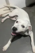 Cachorro raça Pit-Bull idade 2 anos nome John