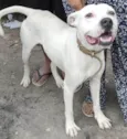 Cachorro raça Pit-Bull idade 2 anos nome John