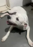 Cachorro raça Pit-Bull idade 2 anos nome John