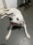 Cachorro raça Pit-Bull idade 2 anos nome John