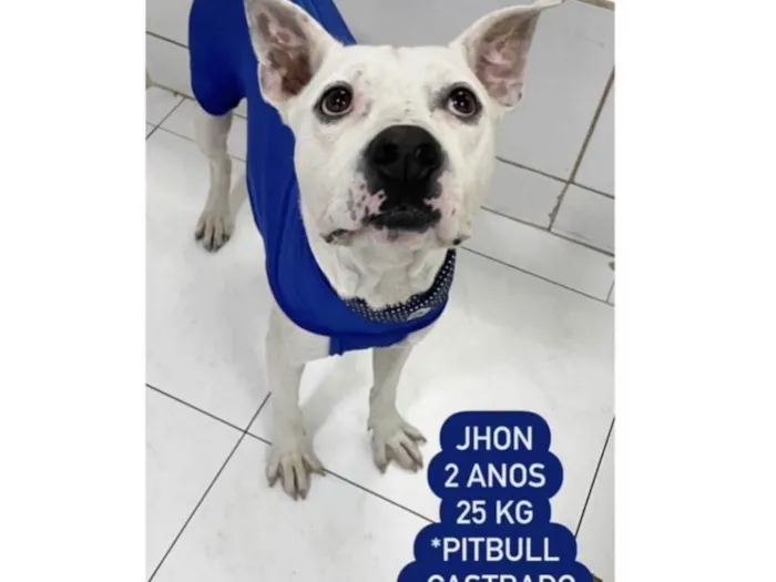 Cachorro raça Pit-Bull idade 2 anos nome John