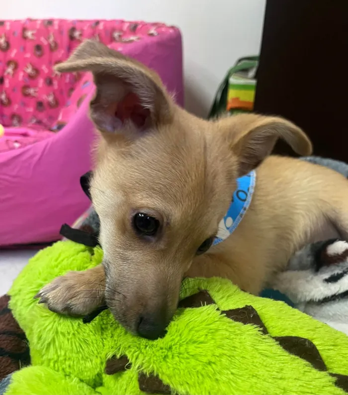 Cachorro raça SRD-ViraLata idade 2 a 6 meses nome Aramis