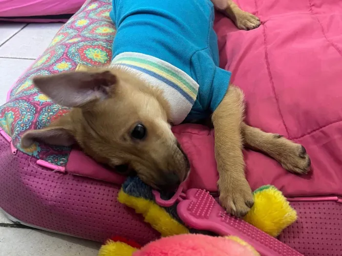 Cachorro raça SRD-ViraLata idade 2 a 6 meses nome Aramis