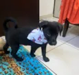 Cachorro raça SRD-ViraLata idade 2 a 6 meses nome Benny