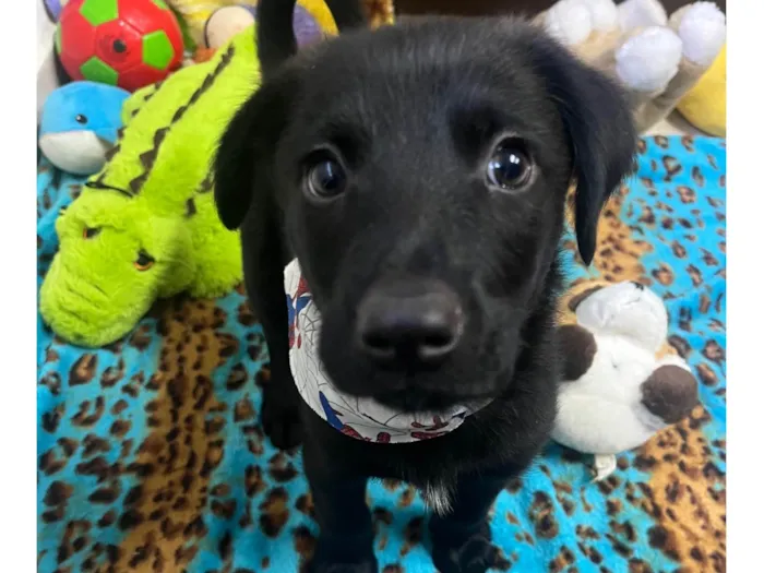 Cachorro raça SRD-ViraLata idade 2 a 6 meses nome Benny