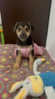 Cachorro raça SRD-ViraLata idade 2 a 6 meses nome Gin