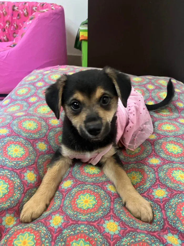 Cachorro raça SRD-ViraLata idade 2 a 6 meses nome Gin