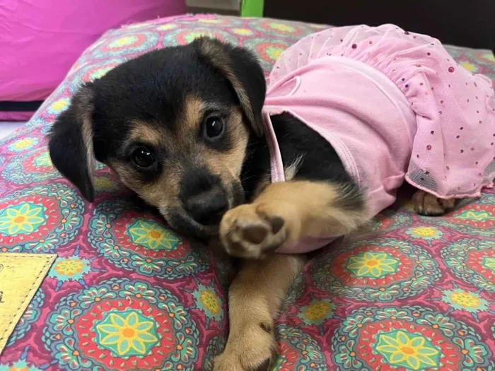 Cachorro raça SRD-ViraLata idade 2 a 6 meses nome Gin