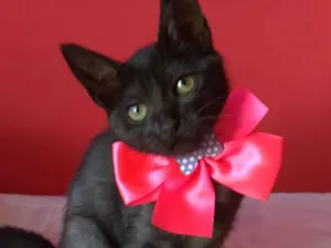 Gato raça SRD-ViraLata idade 2 a 6 meses nome Zuri
