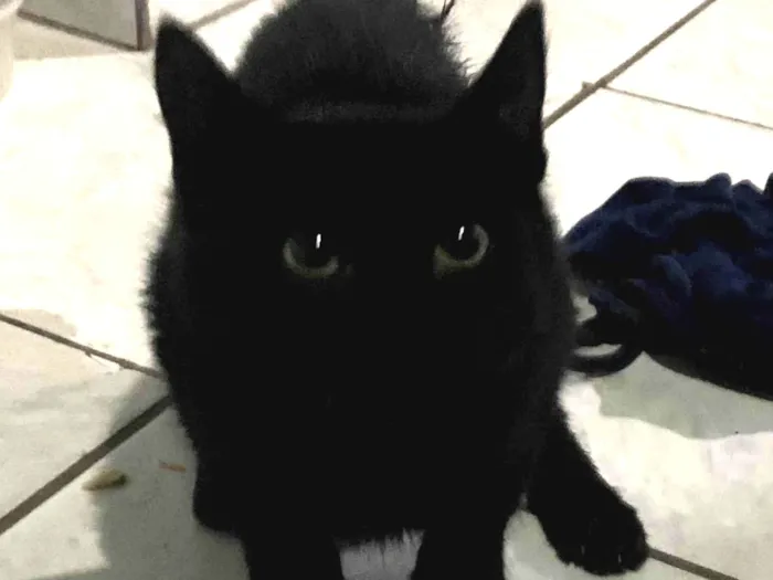 Gato ra a  idade 2 a 6 meses nome Pretinho