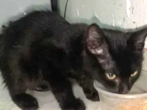 Gato raça  idade 2 a 6 meses nome Pretinho