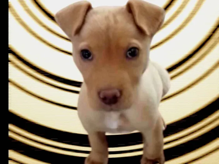 Cachorro ra a SRD-ViraLata idade 2 a 6 meses nome Baby