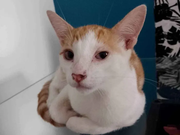 Gato raça SRD-ViraLata idade 2 a 6 meses nome Beto