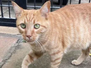 Gato raça SRD-ViraLata idade 1 ano nome MILHO