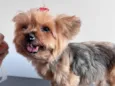 Cachorro raça Yorkshire idade 6 ou mais anos nome Sarah