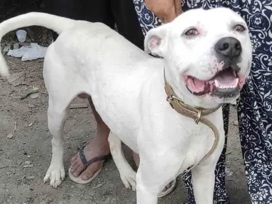 Cachorro raça Pit-Bull idade 2 anos nome John