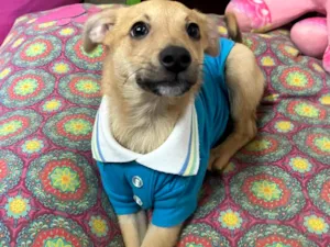 Cachorro raça SRD-ViraLata idade 2 a 6 meses nome Aramis