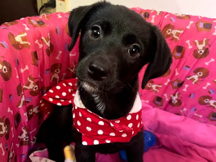 Cachorro raça SRD-ViraLata idade 2 a 6 meses nome Molly