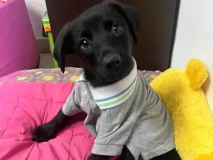 Cachorro raça SRD-ViraLata idade 2 a 6 meses nome Benny