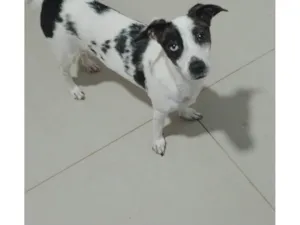 Cachorro raça Indifinitiva idade 2 anos nome Luma
