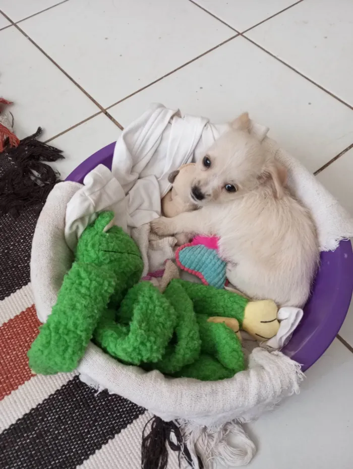 Cachorro ra a Sem raça definida  idade Abaixo de 2 meses nome Sem nome 