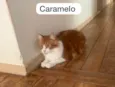 Caramelo