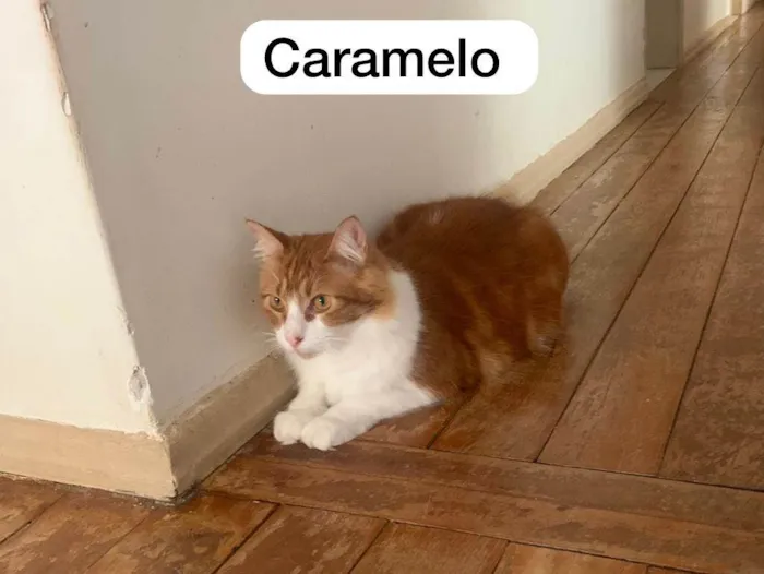 Gato ra a N/A idade 4 anos nome Caramelo