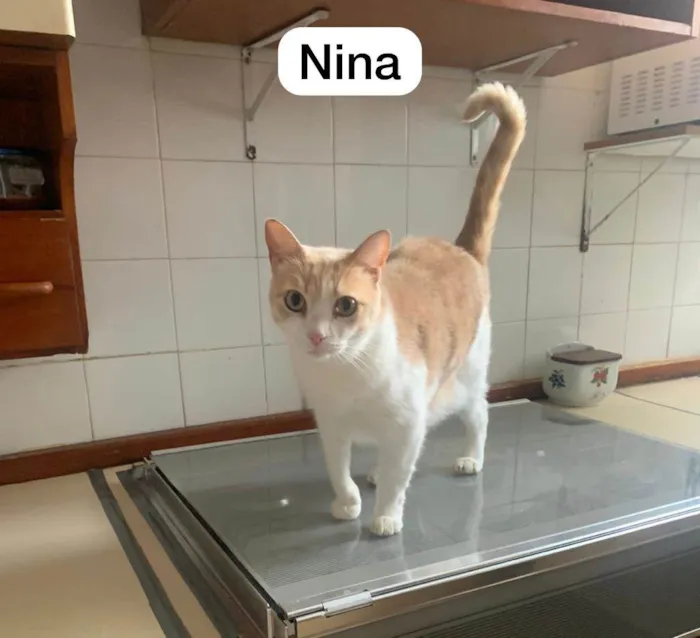 Gato ra a N/A idade 4 anos nome Nina
