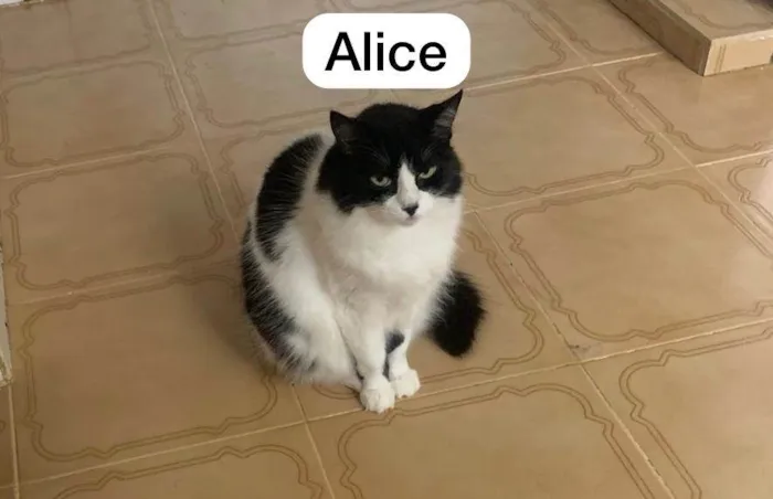 Gato raça N/A idade 4 anos nome Alice