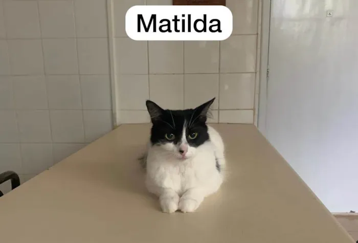 Gato raça N/A idade 4 anos nome Matilda