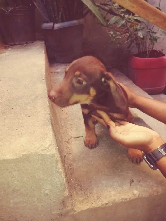 Cachorro ra a SRD-ViraLata idade 2 a 6 meses nome Sem nome