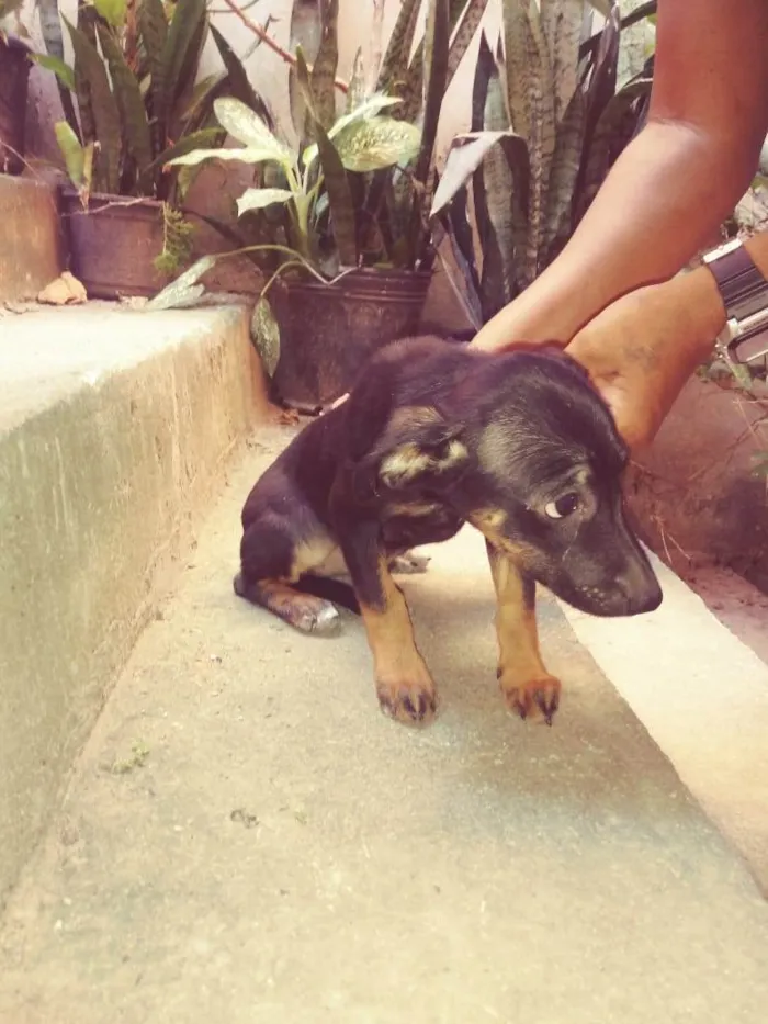 Cachorro ra a SRD-ViraLata idade 2 a 6 meses nome Sem nome