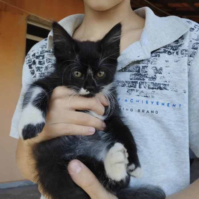 Gato raça  idade 2 a 6 meses nome Não possuem nome ainda são filhotes